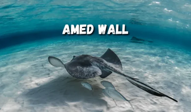 A stingray swim toward Amed wall